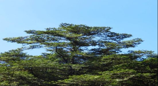 國家二級保護植物名單：關于國家二級保護植物的綜合整理