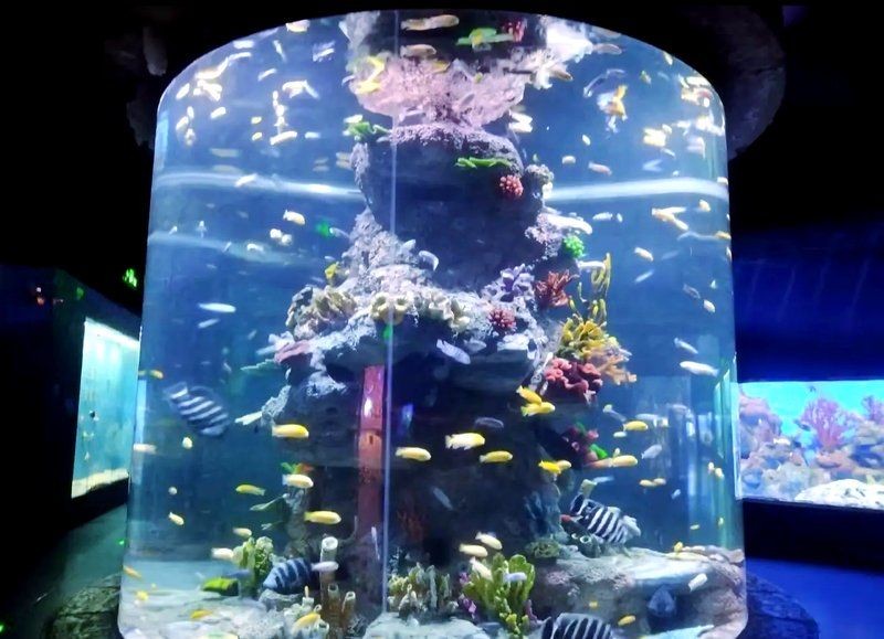 平頂山水族店：平頂山水族店怎么樣？