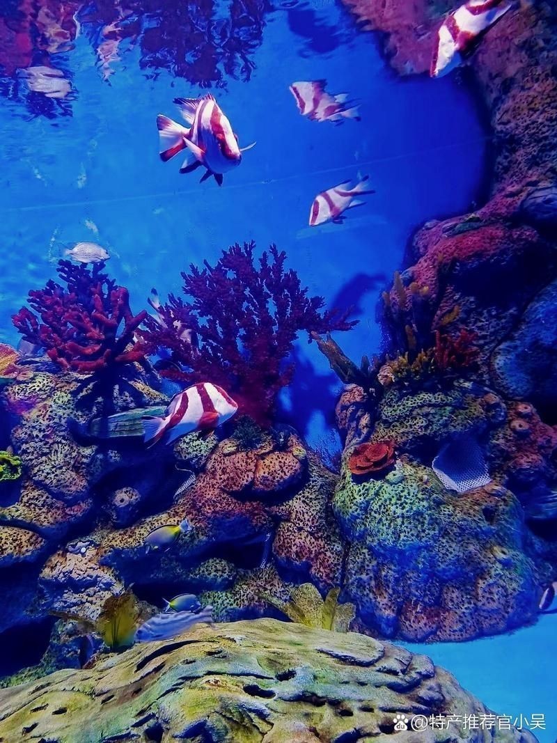 平頂山水族店：平頂山水族店怎么樣？
