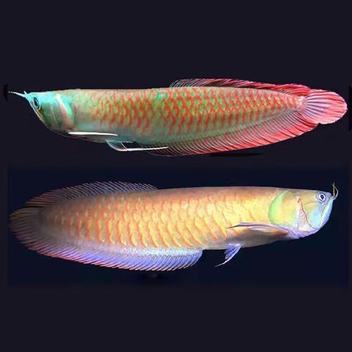 七彩銀龍魚長大后圖片:**《七彩銀龍魚長大后圖片》 龍魚百科 第3張 七彩銀龍魚長大后圖片:**《七彩銀龍魚長大后圖片》 七彩銀龍魚長大后圖片:**《七彩銀龍魚長大后圖片》 龍魚百科 第3張