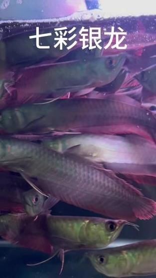 七彩銀龍魚長大后圖片:**《七彩銀龍魚長大后圖片》 龍魚百科 第18張 七彩銀龍魚長大后圖片:**《七彩銀龍魚長大后圖片》 七彩銀龍魚長大后圖片:**《七彩銀龍魚長大后圖片》 龍魚百科 第18張