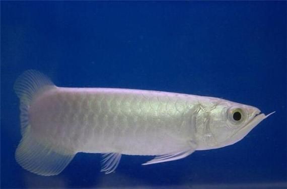七彩銀龍魚長大后圖片:**《七彩銀龍魚長大后圖片》 龍魚百科 第11張 七彩銀龍魚長大后圖片:**《七彩銀龍魚長大后圖片》 七彩銀龍魚長大后圖片:**《七彩銀龍魚長大后圖片》 龍魚百科 第11張