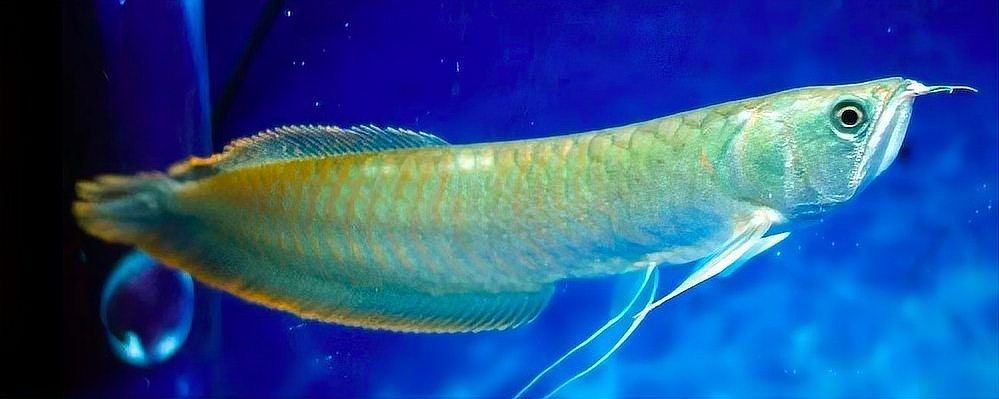 七彩銀龍魚長大后圖片:**《七彩銀龍魚長大后圖片》 龍魚百科 第23張 七彩銀龍魚長大后圖片:**《七彩銀龍魚長大后圖片》 七彩銀龍魚長大后圖片:**《七彩銀龍魚長大后圖片》 龍魚百科 第23張