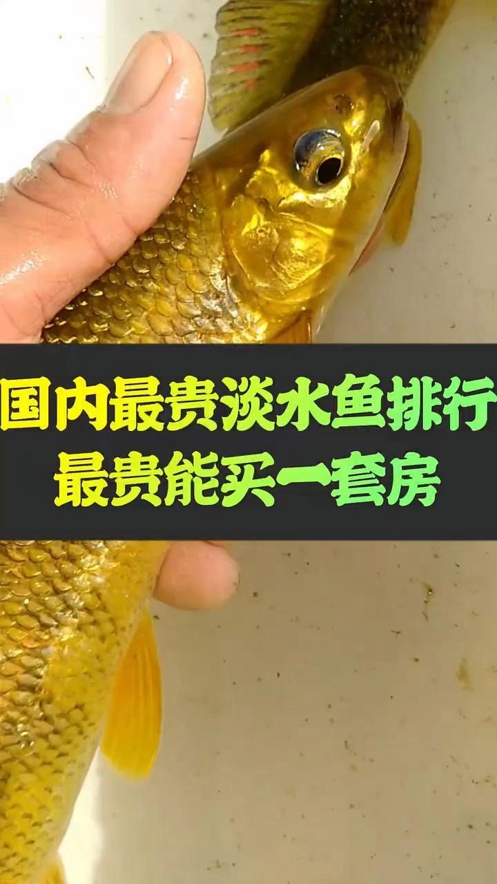 中國十大名貴魚：中國十大名貴魚市場價格和稀有程度差異顯著