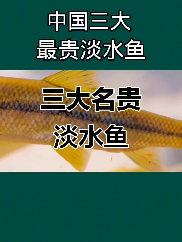 中國十大名貴魚：中國十大名貴魚市場價格和稀有程度差異顯著