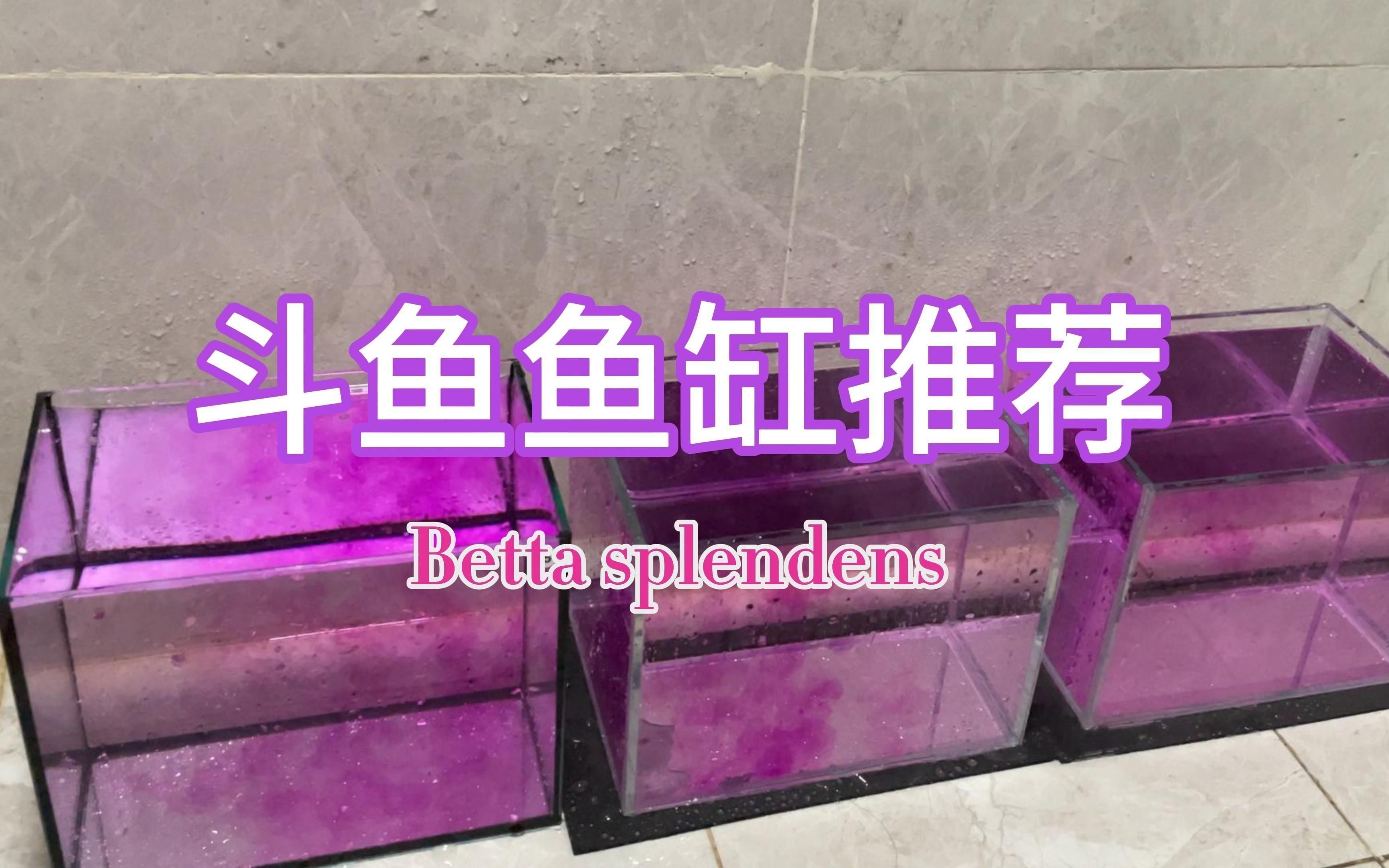 買魚缸哪里便宜：如何選購便宜魚缸？