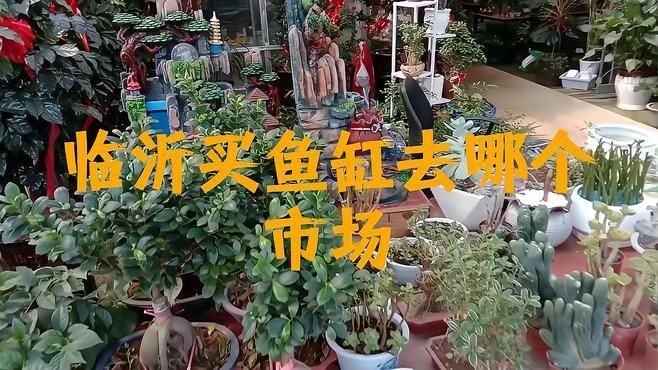 買魚缸哪里便宜：如何選購便宜魚缸？