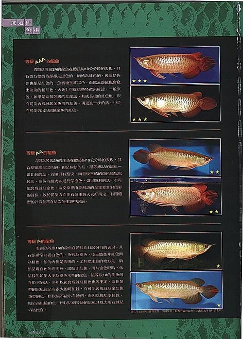 號半龍魚咬人后圖片：“號半龍魚咬人后”圖片引發關注