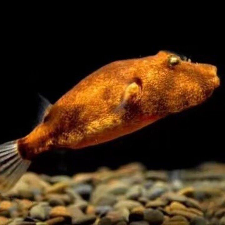 狗頭魚(yú)一般價(jià)格表：狗頭魚(yú)價(jià)格受多種因素影響狗頭魚(yú)價(jià)格受多種因素影響