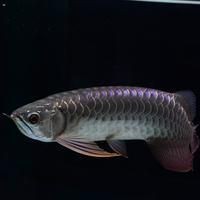 軍魚寄生蟲多嗎：軍魚寄生蟲的種類、危害、預防措施及安全食用建議