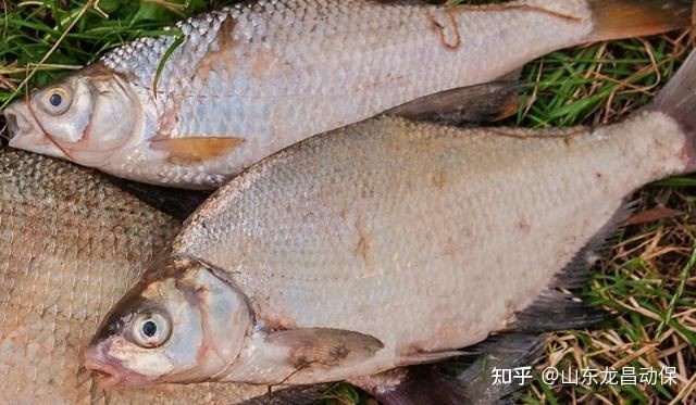 軍魚寄生蟲多嗎：軍魚寄生蟲的種類、危害、預防措施及安全食用建議