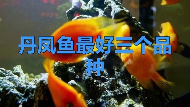 買什么鳳魚好：如何挑選優(yōu)質(zhì)鳳魚