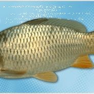 建鯉和鯉魚的區別：建鯉與普通鯉魚有什么區別？