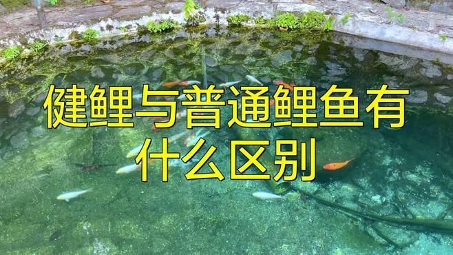 建鯉和鯉魚的區別：建鯉與普通鯉魚有什么區別？