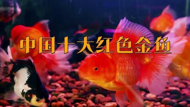 中國十大名貴金魚：中國十大名貴金魚品種
