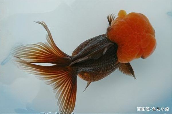 中國十大名貴金魚：中國十大名貴金魚品種