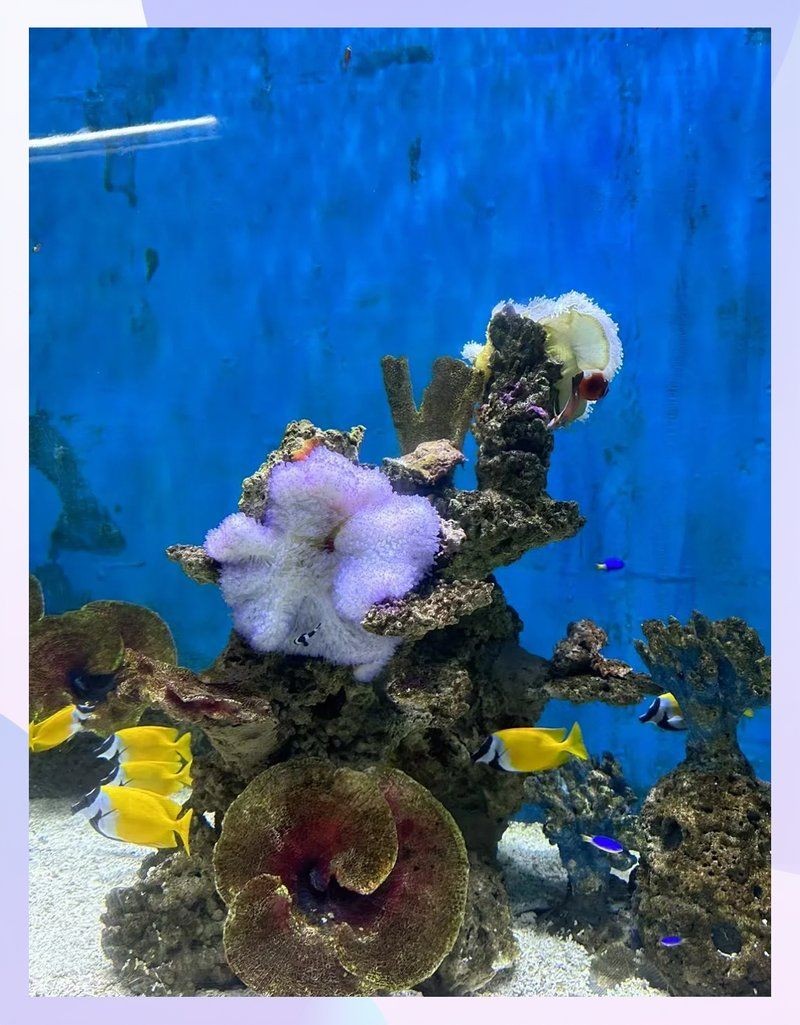 滄州水族店：滄州水族店助力更多人開啟水族愛好者交流與學(xué)習(xí)的重要平臺(tái)