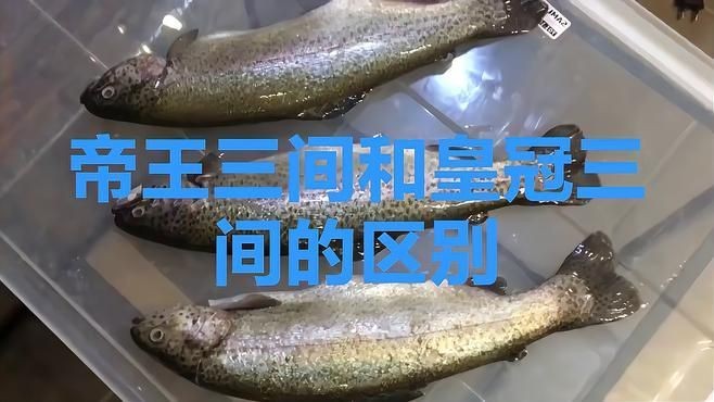 皇冠三間和帝王三間區別：皇冠三間與帝王三間同屬慈鯛科熱門觀賞魚存在差異