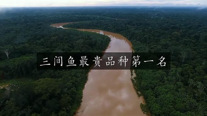 皇冠三間和帝王三間區別：皇冠三間與帝王三間同屬慈鯛科熱門觀賞魚存在差異