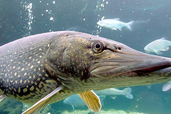 狗仔魚長啥樣：狗仔魚的特征與生態習性具有鮮明特征與生存之道