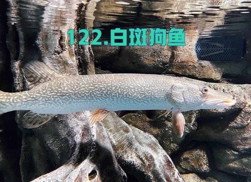 狗仔魚長啥樣：狗仔魚的特征與生態習性具有鮮明特征與生存之道