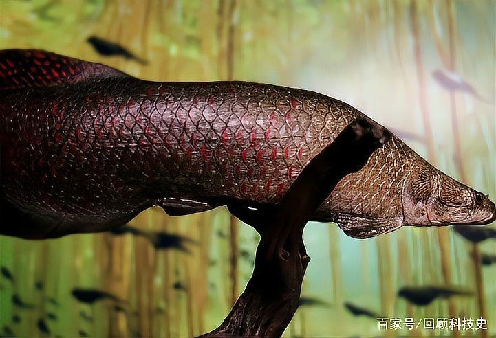 海象魚是巨骨舌魚嗎：巨骨舌魚與巨骨舌魚的區(qū)別