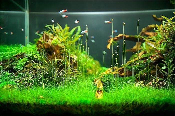 家庭水族館：家庭水族館建造