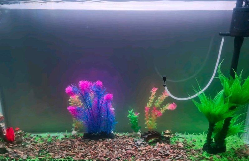 家庭水族館：家庭水族館建造