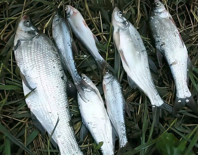 河里常見的小魚品種：河流生態系統中常見的小型魚類