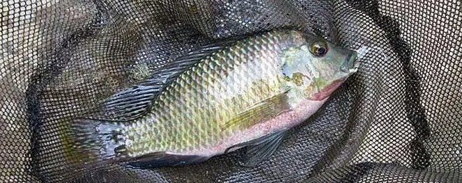 河里常見的小魚品種：河流生態系統中常見的小型魚類