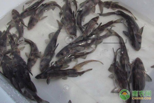 如何緩解龍魚黑鱗的應激反應，如何緩解龍魚黑鱗應激反應