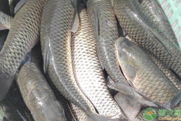中國十大養魚：中國水產養殖十大省份排名