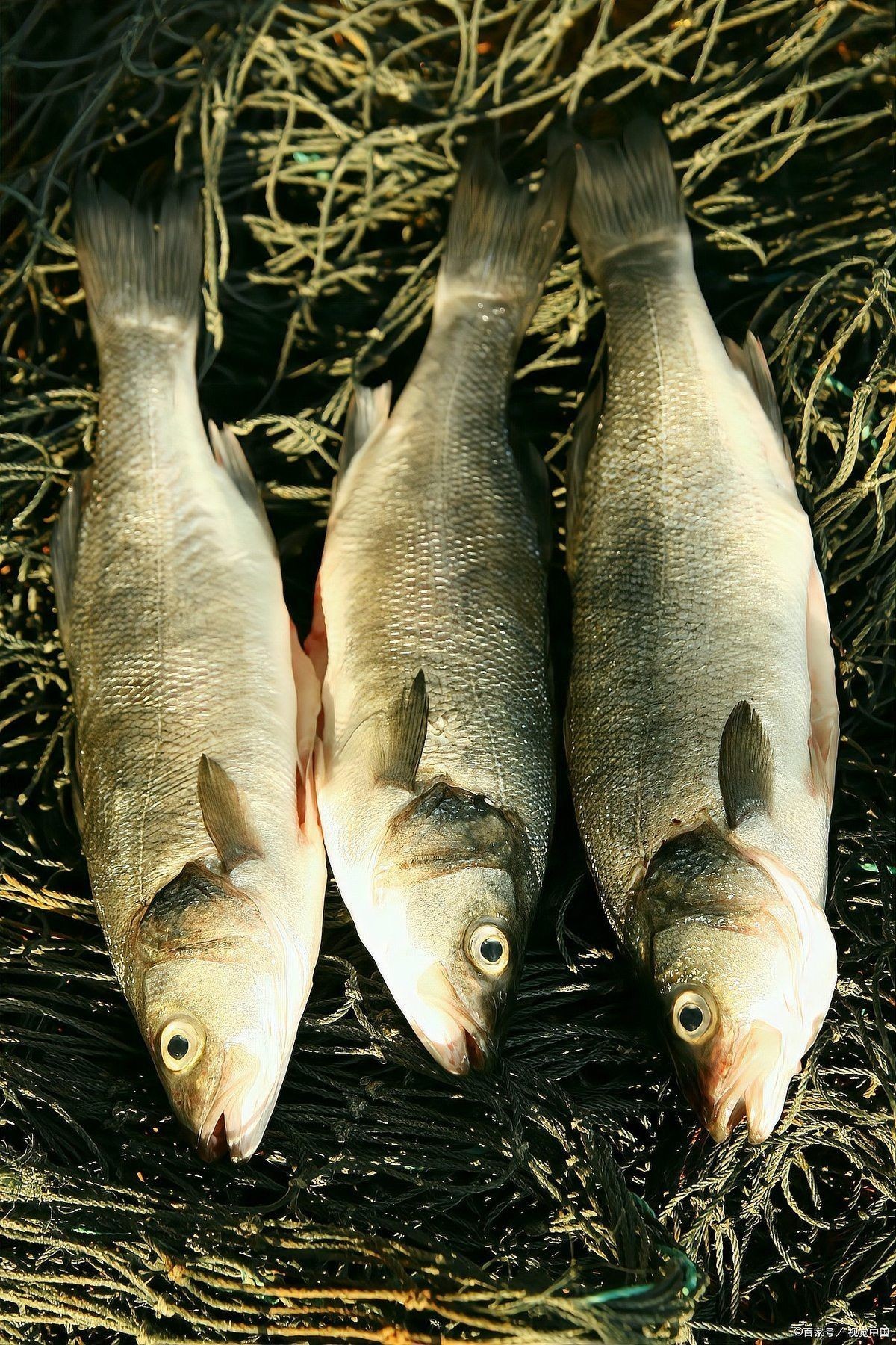 中國十大養魚：中國水產養殖十大省份排名