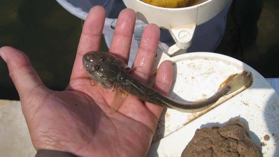 海鯰魚圖片大全：「海鯰魚全攻略」7款特色做法