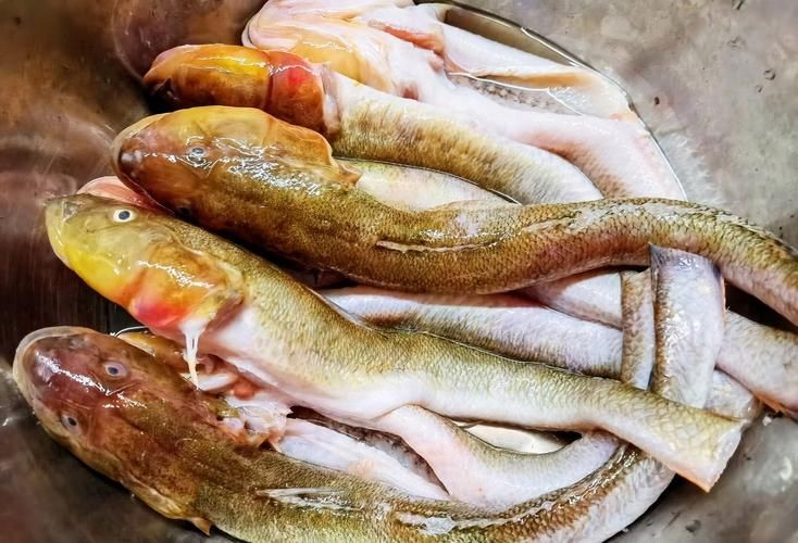 海鯰魚圖片大全：「海鯰魚全攻略」7款特色做法