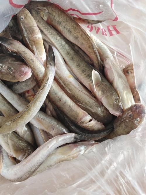 海鯰魚圖片大全：「海鯰魚全攻略」7款特色做法