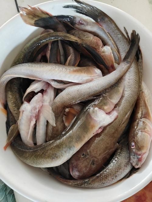 海鯰魚圖片大全：「海鯰魚全攻略」7款特色做法