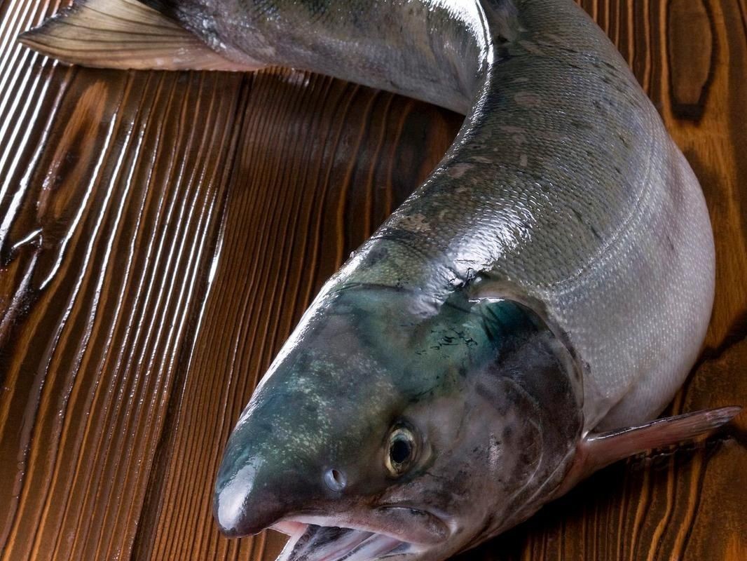 海鯰魚圖片大全：「海鯰魚全攻略」7款特色做法