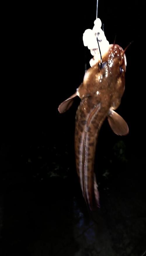 海鯰魚圖片大全：「海鯰魚全攻略」7款特色做法