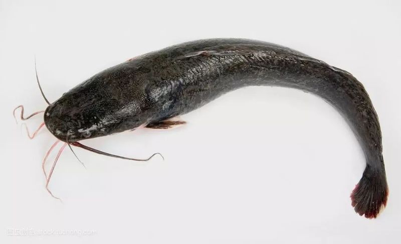 海鯰魚圖片大全：「海鯰魚全攻略」7款特色做法