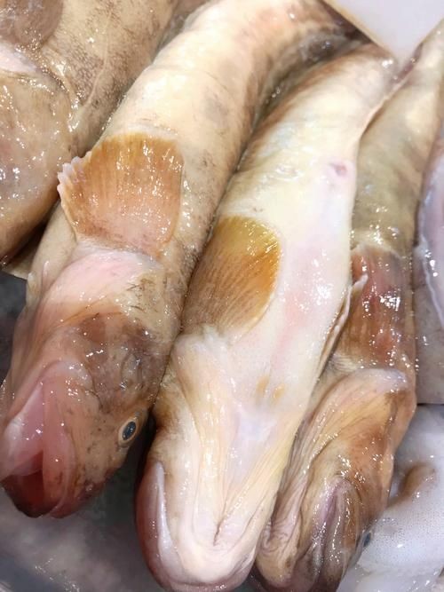 海鯰魚圖片大全：「海鯰魚全攻略」7款特色做法