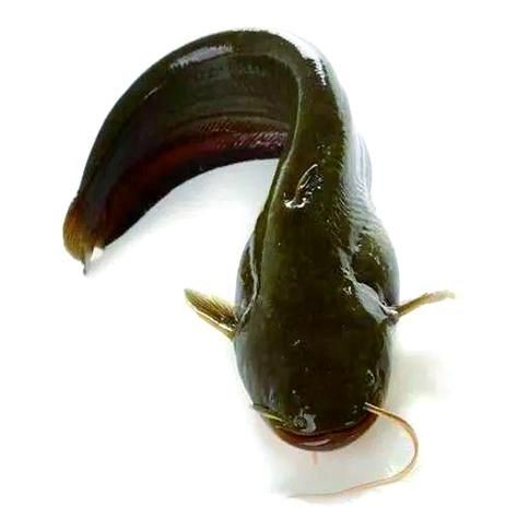 海鯰魚圖片大全：「海鯰魚全攻略」7款特色做法