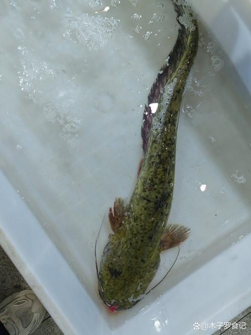 海鯰魚圖片大全：「海鯰魚全攻略」7款特色做法