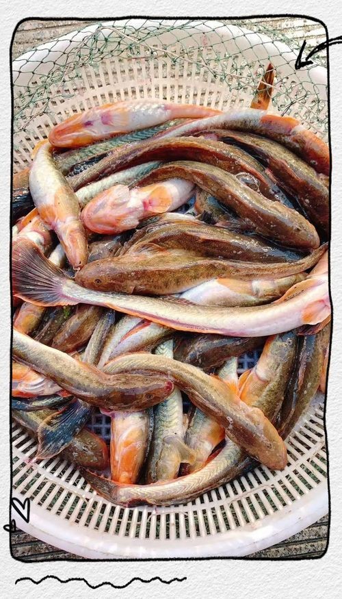 海鯰魚圖片大全：「海鯰魚全攻略」7款特色做法