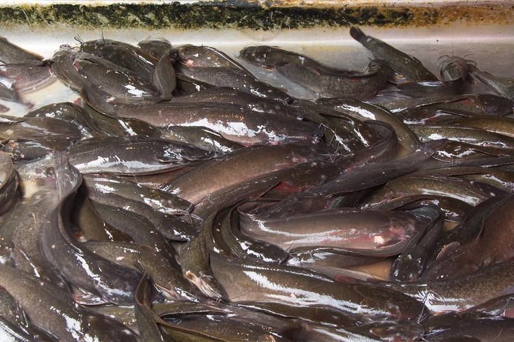 海鯰魚圖片大全：「海鯰魚全攻略」7款特色做法