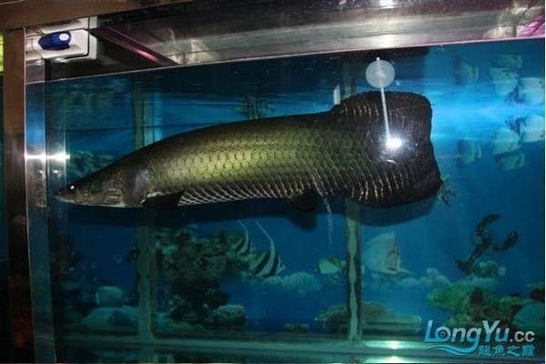 海象魚吃什么可以增紅：如何判斷海象魚增紅需要多長(zhǎng)時(shí)間見(jiàn)效？