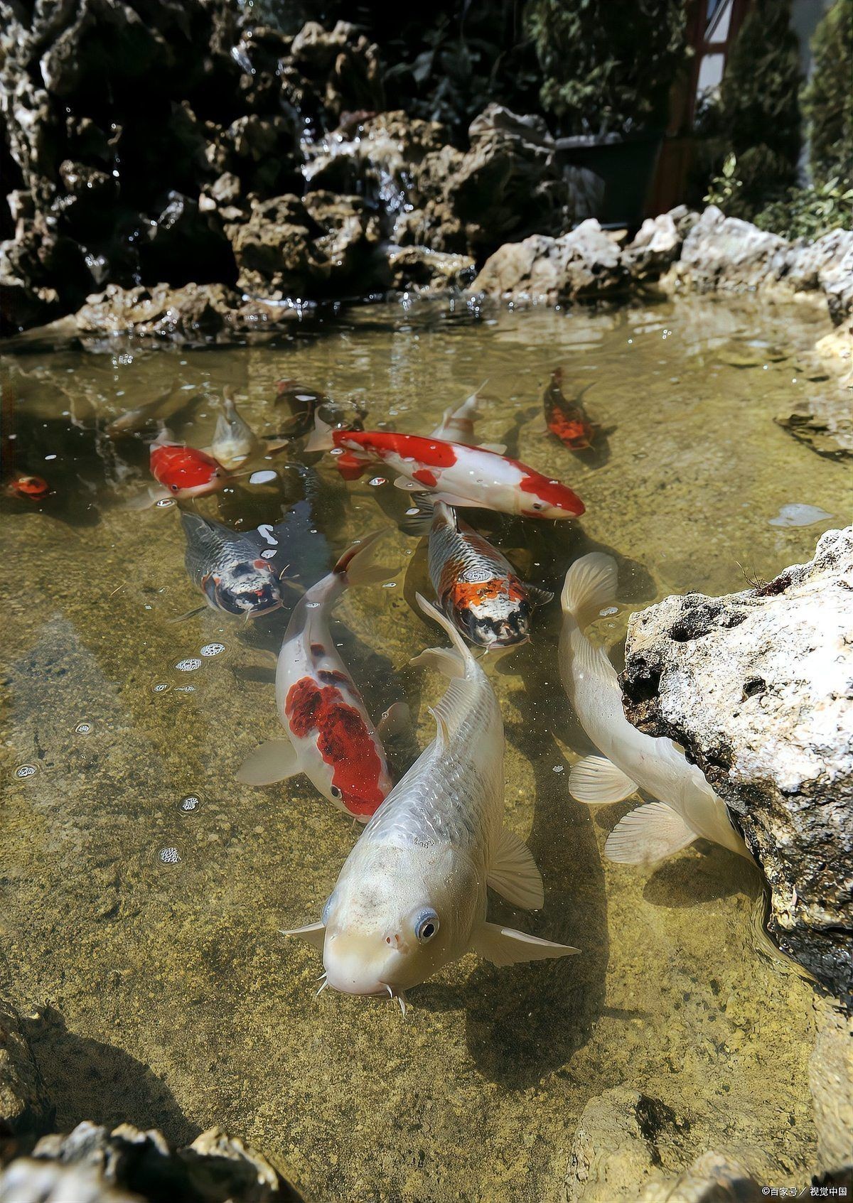 九條魚為何要人命：“九條魚為何要人命”這一離奇事件展開探討事件展開探討