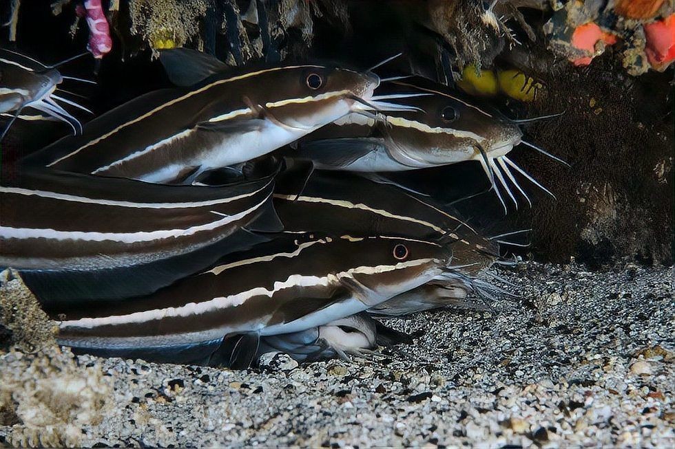 海鯰魚(yú)俗名叫啥：春天吃海魚(yú)別錯(cuò)過(guò)這3種,刺少肉鮮無(wú)養(yǎng)殖行家都搶著買(mǎi)