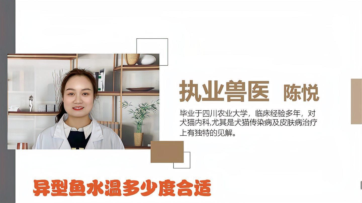 皇冠豹異型魚為何不建議養：為何不建議養皇冠豹