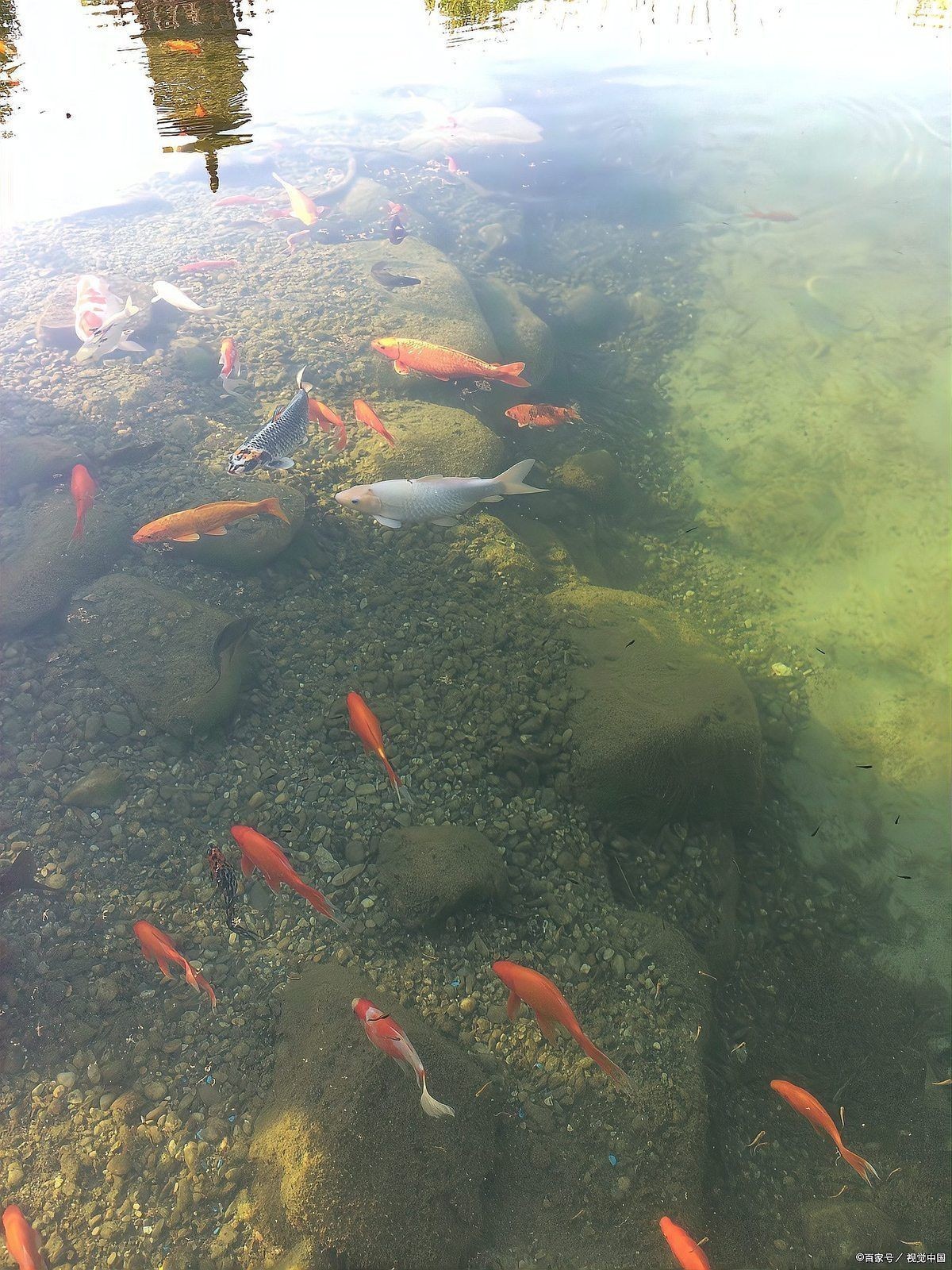 湖南適合養啥魚：湖南水產養殖的主要挑戰有哪些湖南水產養殖的主要挑戰